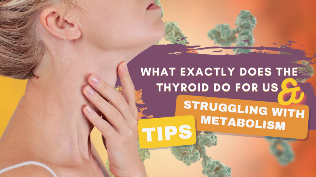 What Exactly Does The Thyroid Do For Us