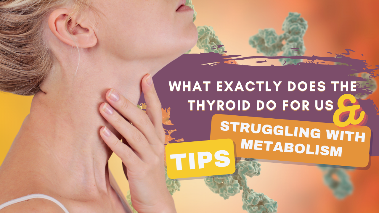 What Exactly Does The Thyroid Do For Us - Enlighten Functional Medicine